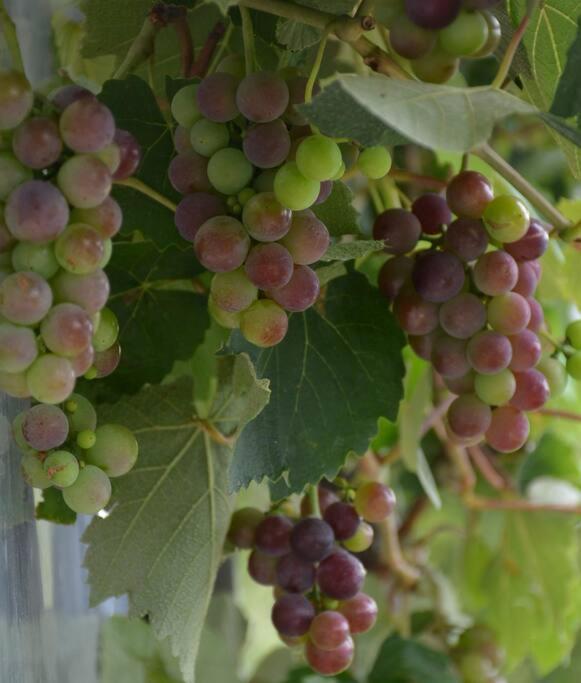 Ddog Vineyard & Bnb 렌윅 외부 사진