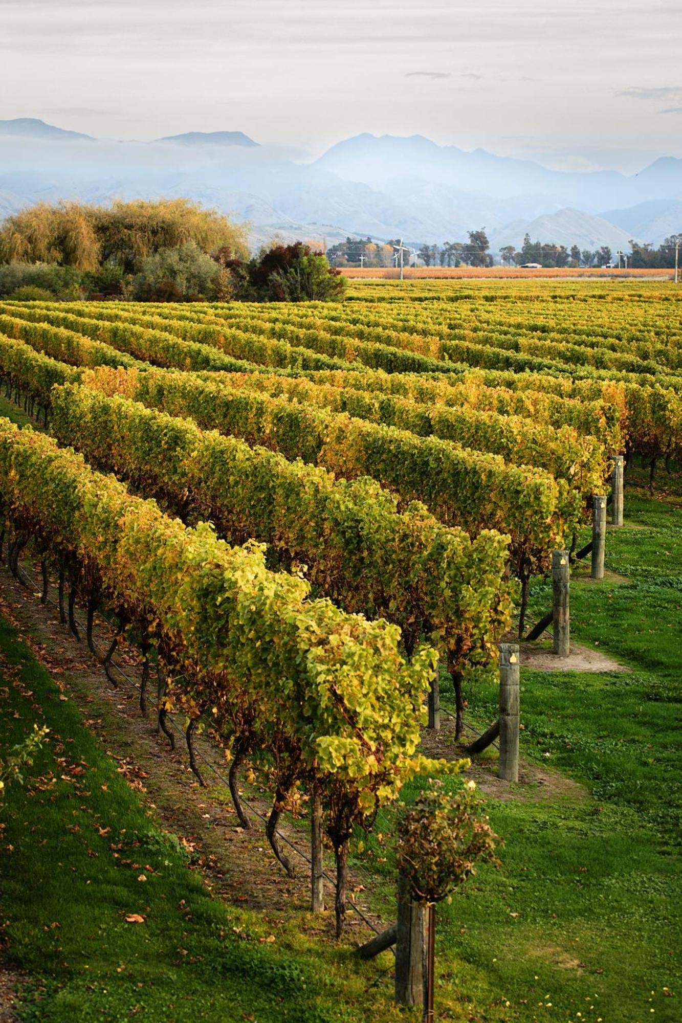 Ddog Vineyard & Bnb 렌윅 외부 사진
